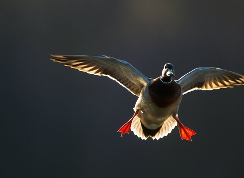 Mallard Anas platyrhynchos An adult male comes in to land, backlit by evening sunlight. 