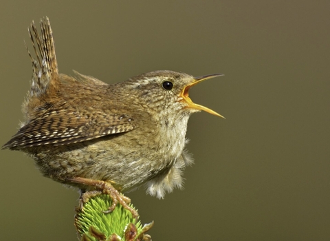 Wren singing