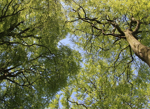 Beech copse at the top of St Catherine's Hill HIWWT NR