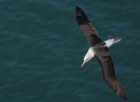 A black-browed albatross flying over the ocean. It's a white seabird with black wings and a big orange-yellow beak