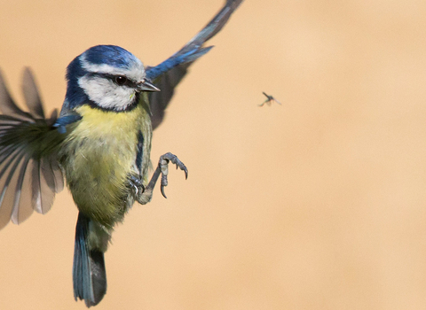 blue tit