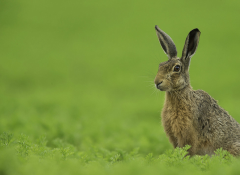 Brown hare