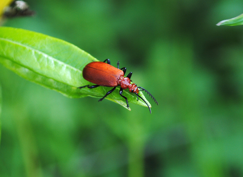 Cardinal beetle