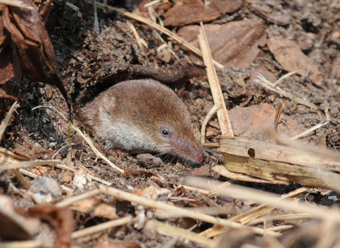 Shrew