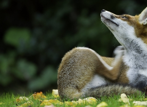 Red Fox - Sheffield & Rotherham Wildlife Trust