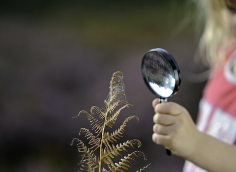 magnifying glass