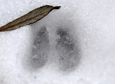 Deer track in snow