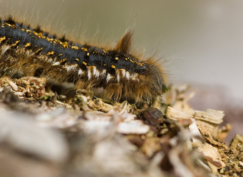 Drinker moth caterpillar