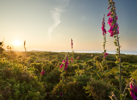 Common foxglove