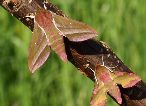 Elephant hawkmoth and small elephant hawkmoth