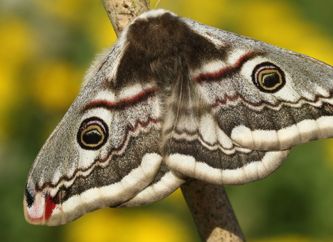 Emperor moth