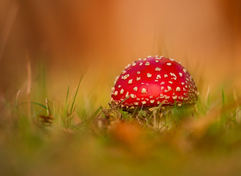 fly agaric