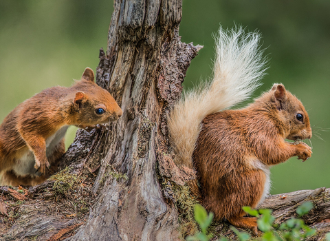 red squirrel