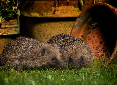 Hedgehogs