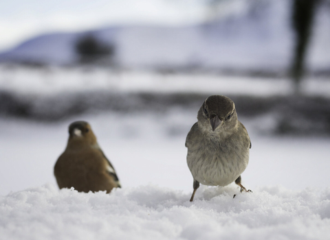 House sparrow in the snow by Chris Lawrence