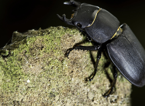 Stag beetle