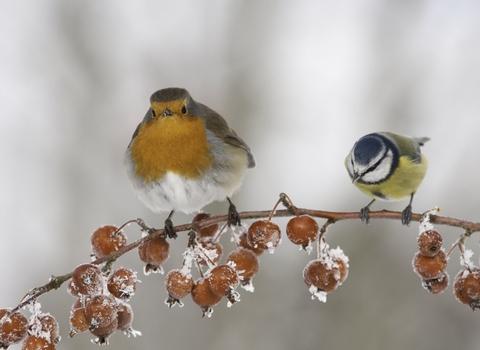 robin and blue tit