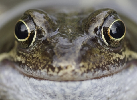 Common frog