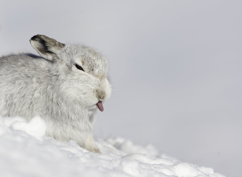 mountain hare