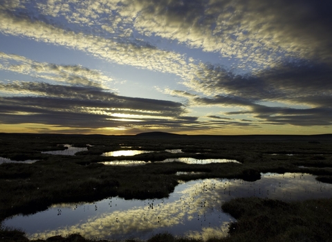 Pool system on peat bog