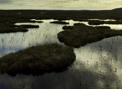 Peat bog