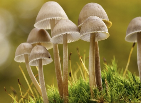 The National Forest. Close-up of group of mushrooms