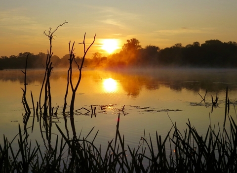 Nene Wetlands