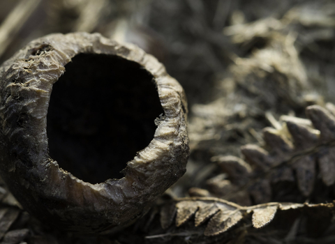 Nut nibbled by wood mouse