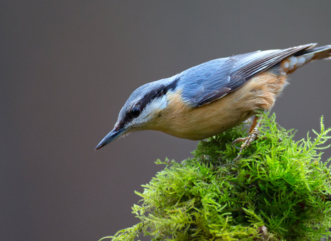 nuthatch