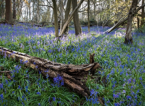 Old Park Wood - Hertfordshire