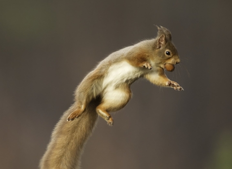 red squirrel