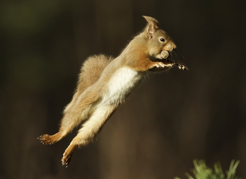 red squirrel