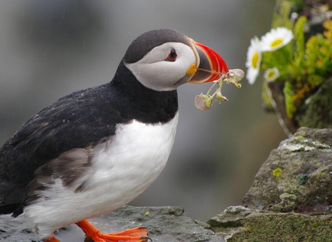 puffin