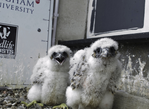 Peregrine chicks