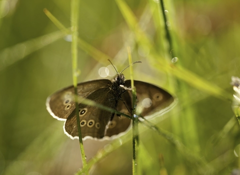 ringlet