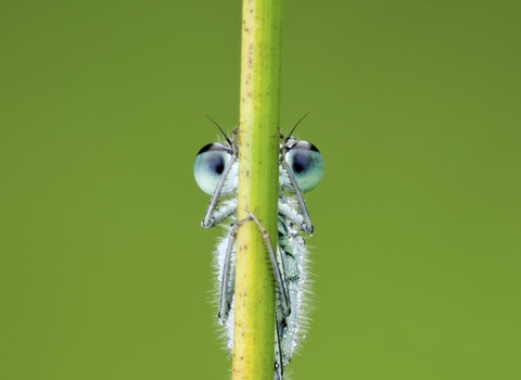 damselfly