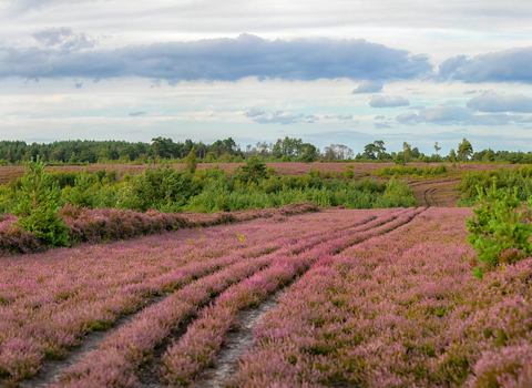 Heathland