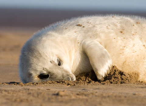 seal pup