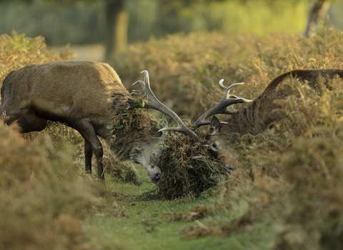 Red deer 