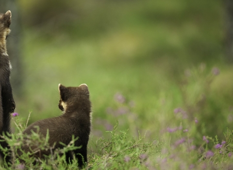 Pine marten