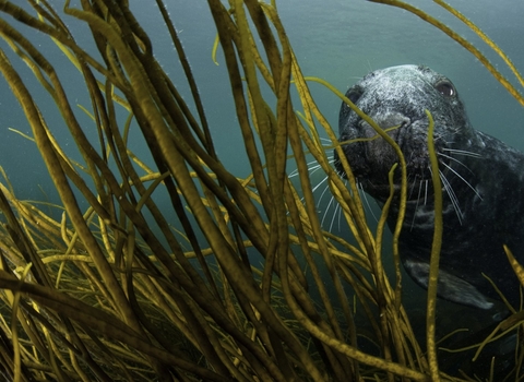 seal underwater