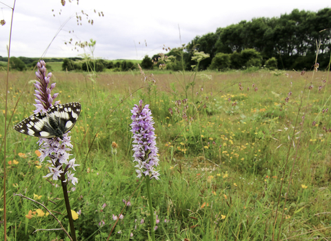 Marbled white butterfly