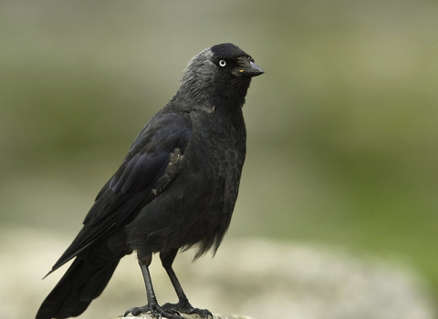 Rook  The Wildlife Trusts