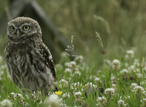 owls